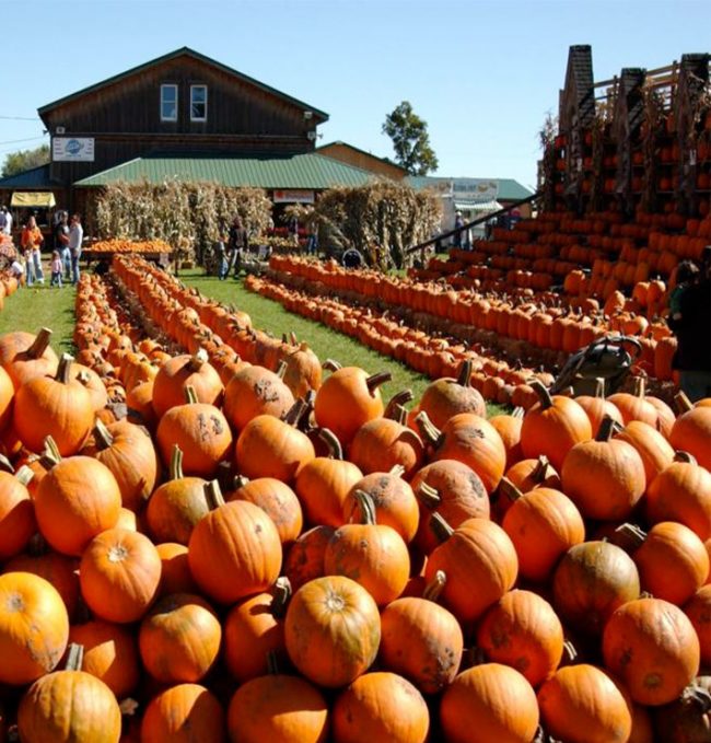 Pumpkins