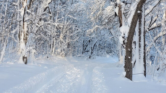 Deerfield Wilderness Park Trail