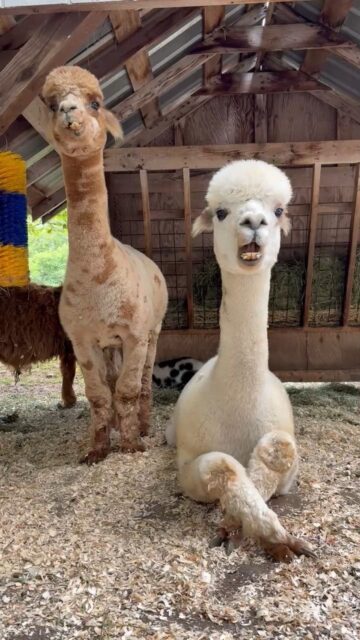 llamas ft rickey llamas ft rickey