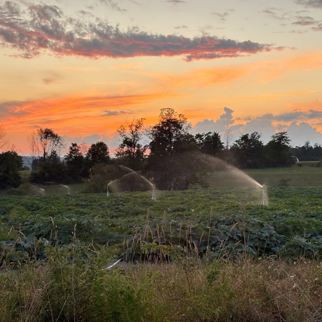 suny cobleskill watering crops